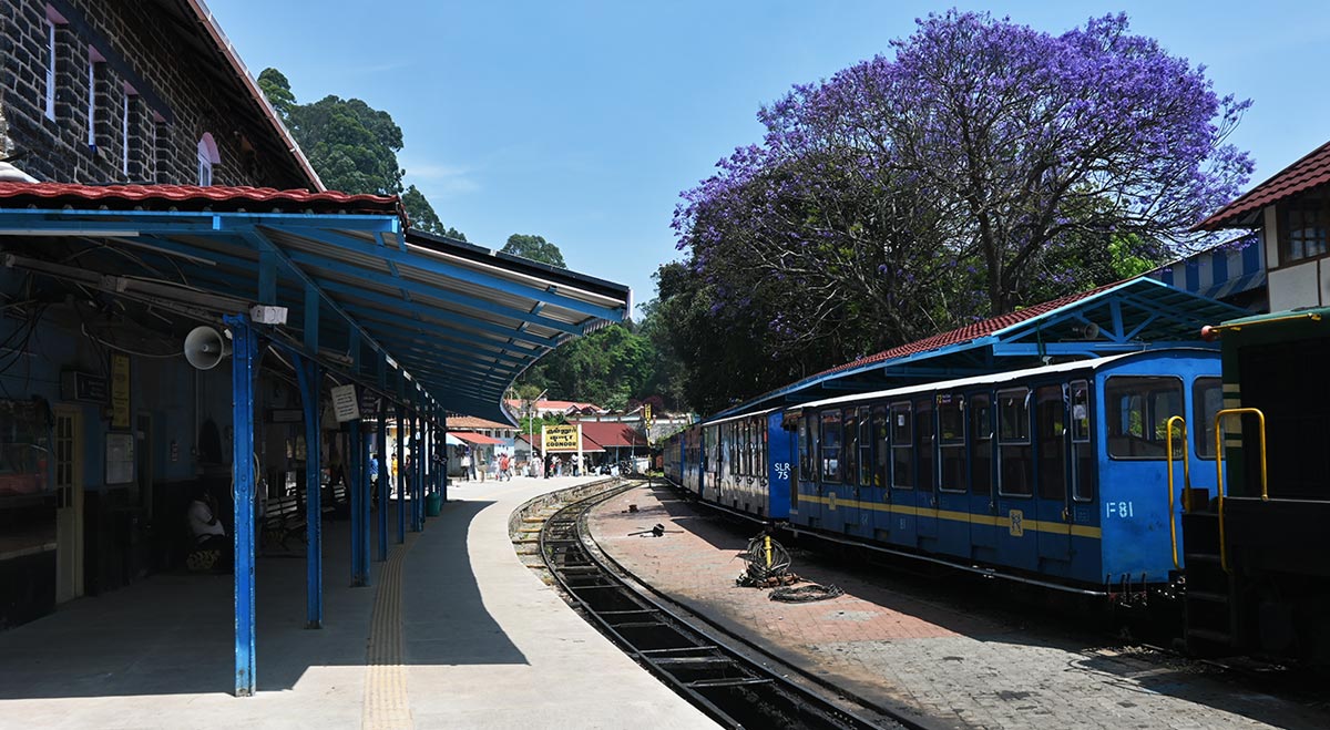 Toy train at Coonoor station with a jacaranda tree in bloom