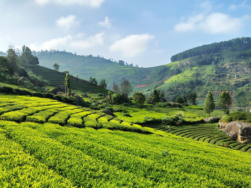 Tea garden sloping toward a misty Nilgiri valley at Fern Ville holiday home near Ooty