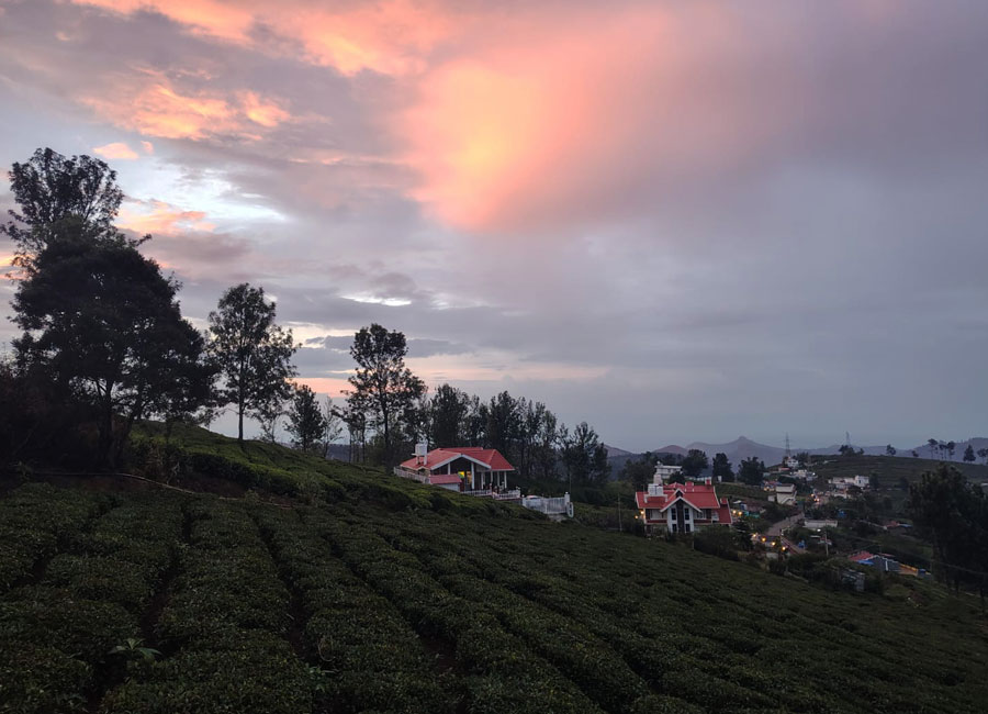 Garden path through the tea rows